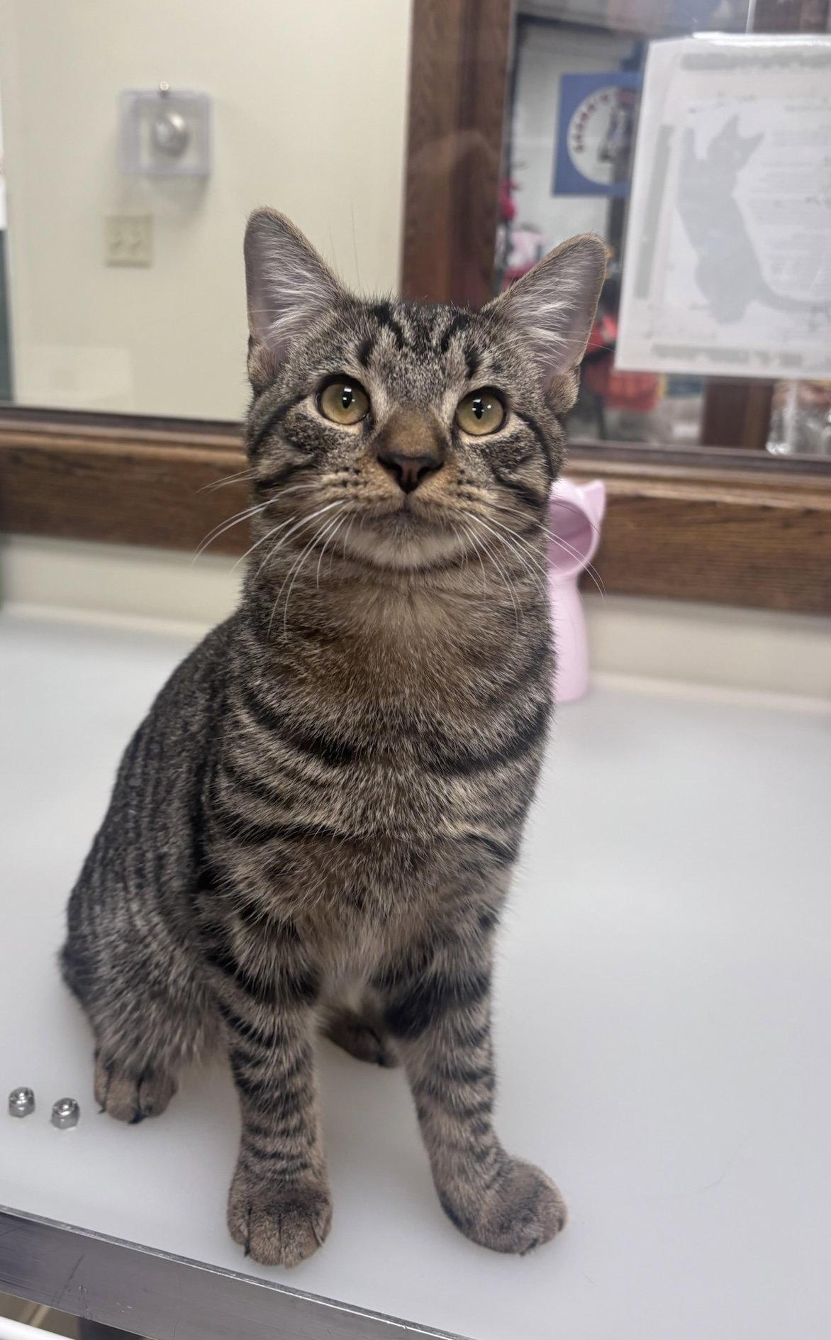 Majesty, Adoptable, Kitten Male Domestic Short Hair.