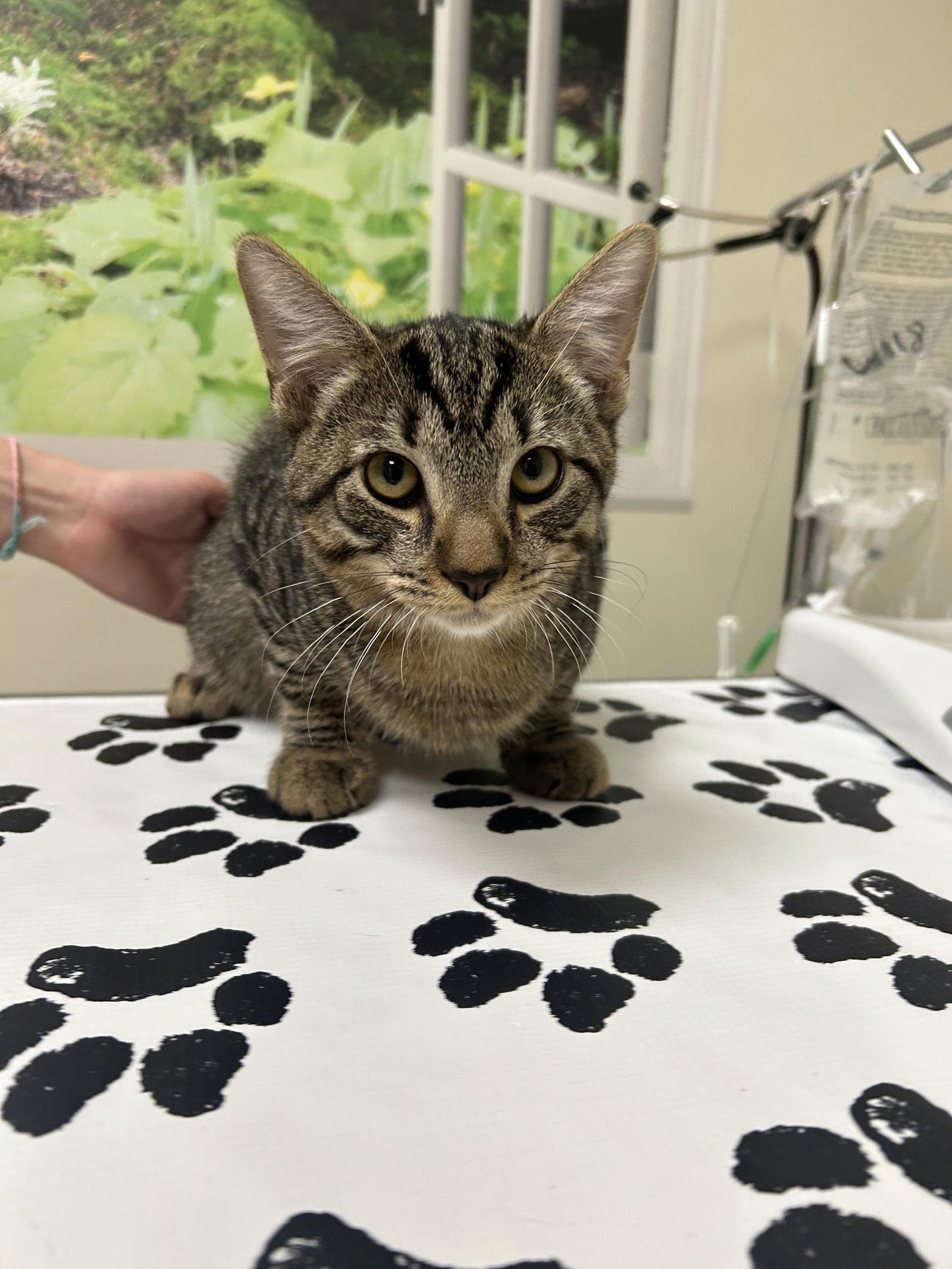 Majesty, Adoptable, Kitten Male Domestic Short Hair.