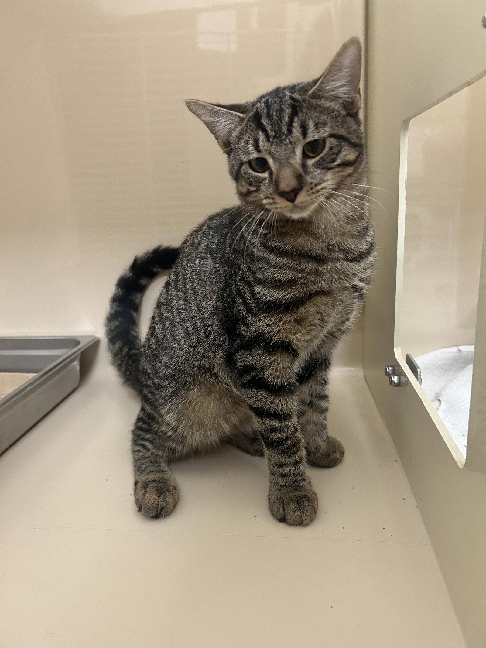 Enlarge Majesty, a Adoptable Domestic Short Hair in Lancaster, PA image 2/2