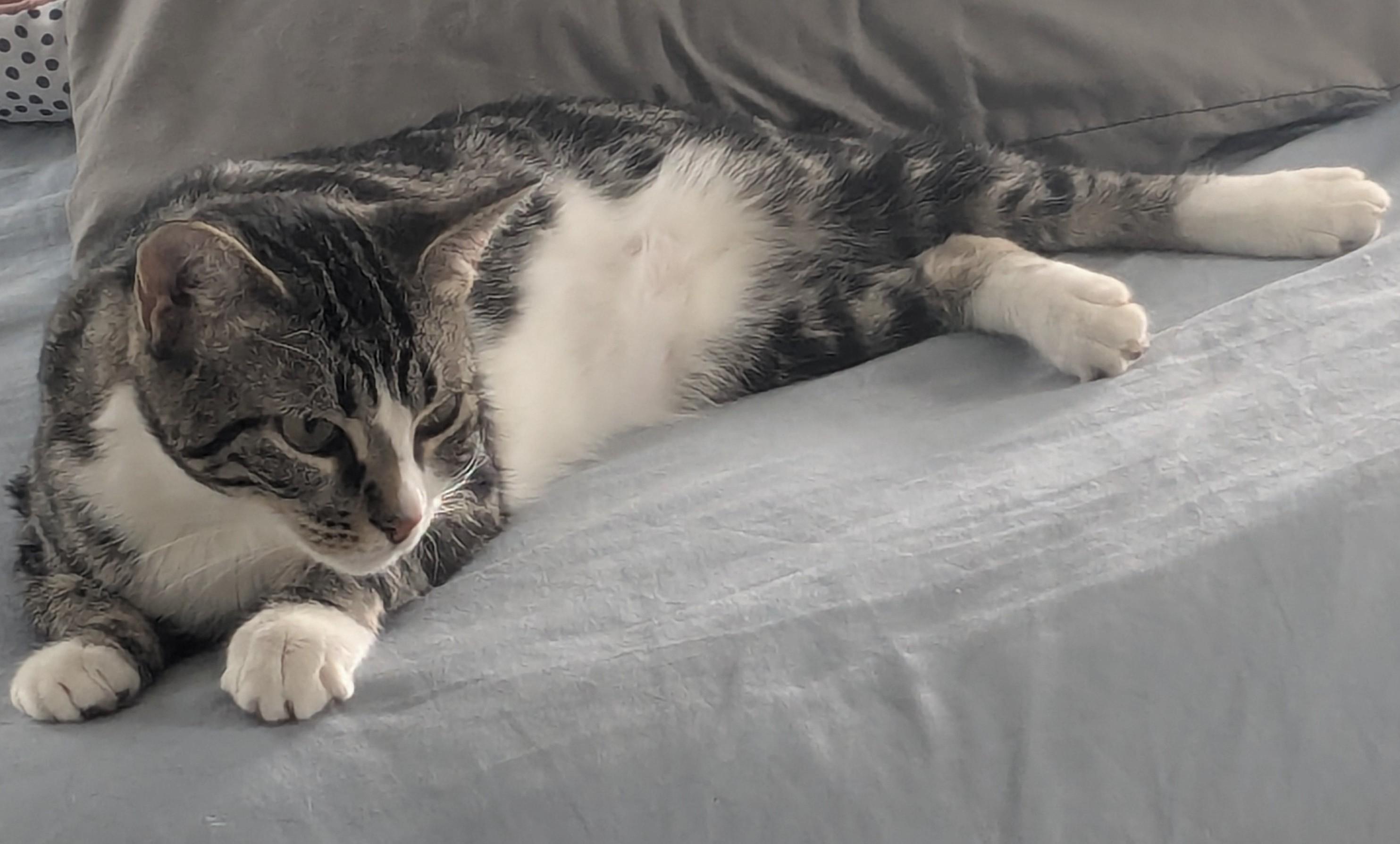 Chalupa, a Adoptable Domestic Short Hair in Maitland, FL image 1/4