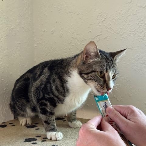 Chalupa, a Adoptable Domestic Short Hair in Maitland, FL image 2/4