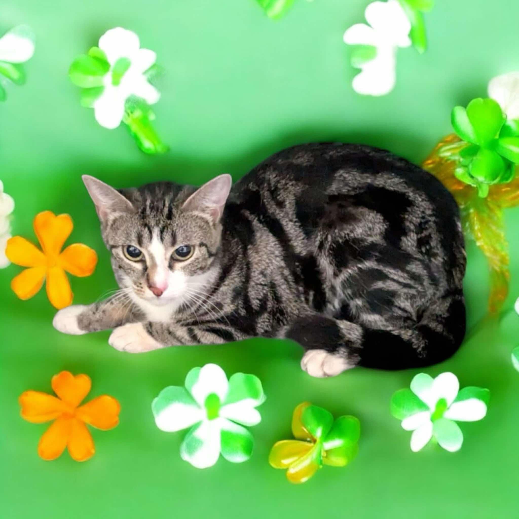 Chalupa, a Adoptable Domestic Short Hair in Maitland, FL image 3/4