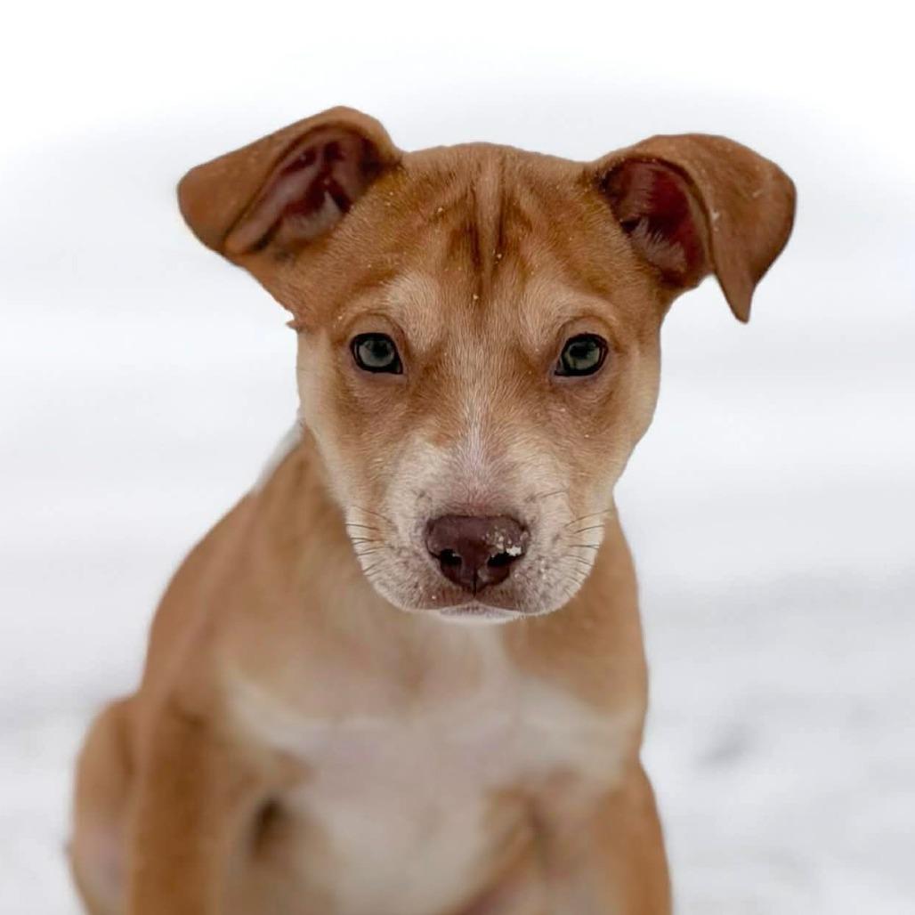 CT Leatherwood, a Adoptable Mixed Breed in Eastford, CT image 1/3