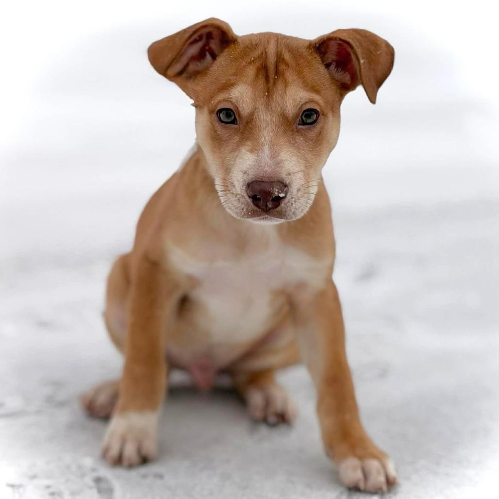CT Leatherwood, a Adoptable Mixed Breed in Eastford, CT image 3/3