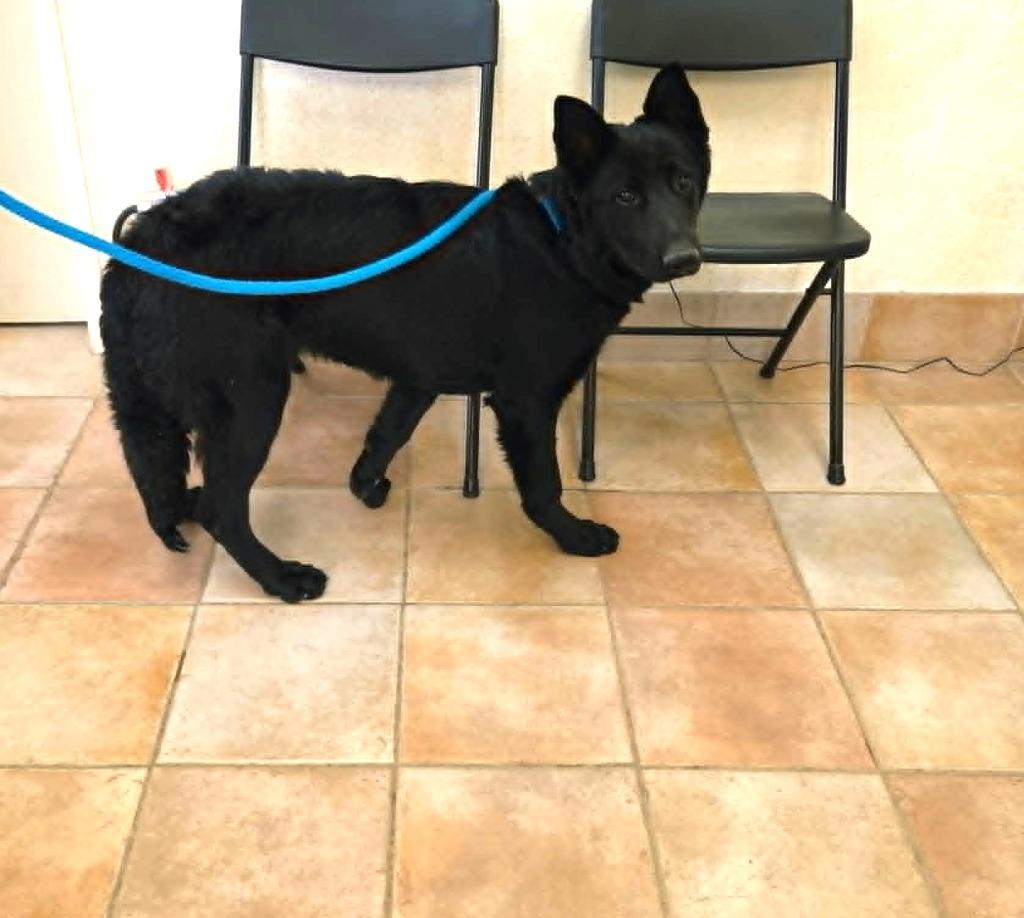 Hudson, Adoptable, Young Male Shepherd & Husky.