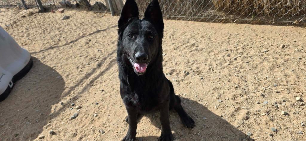 Hudson, a Adoptable mixed breed in California City, CA image 2/3