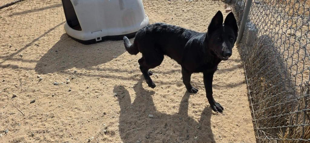 Hudson, a Adoptable mixed breed in California City, CA image 3/3