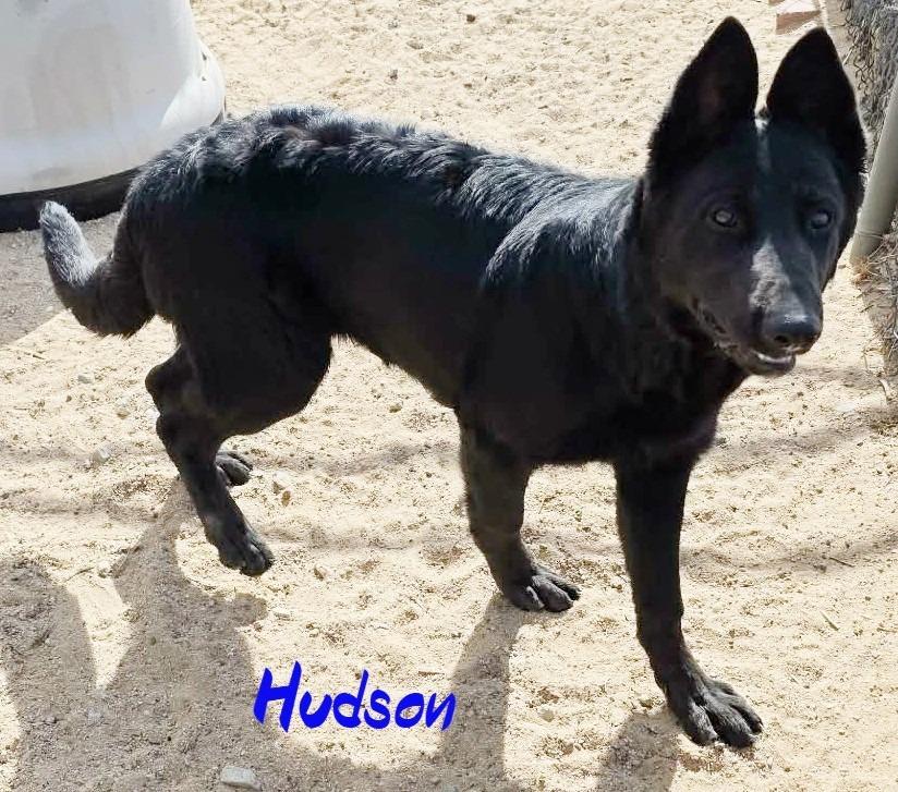 Hudson, a Adoptable mixed breed in California City, CA image 4/5