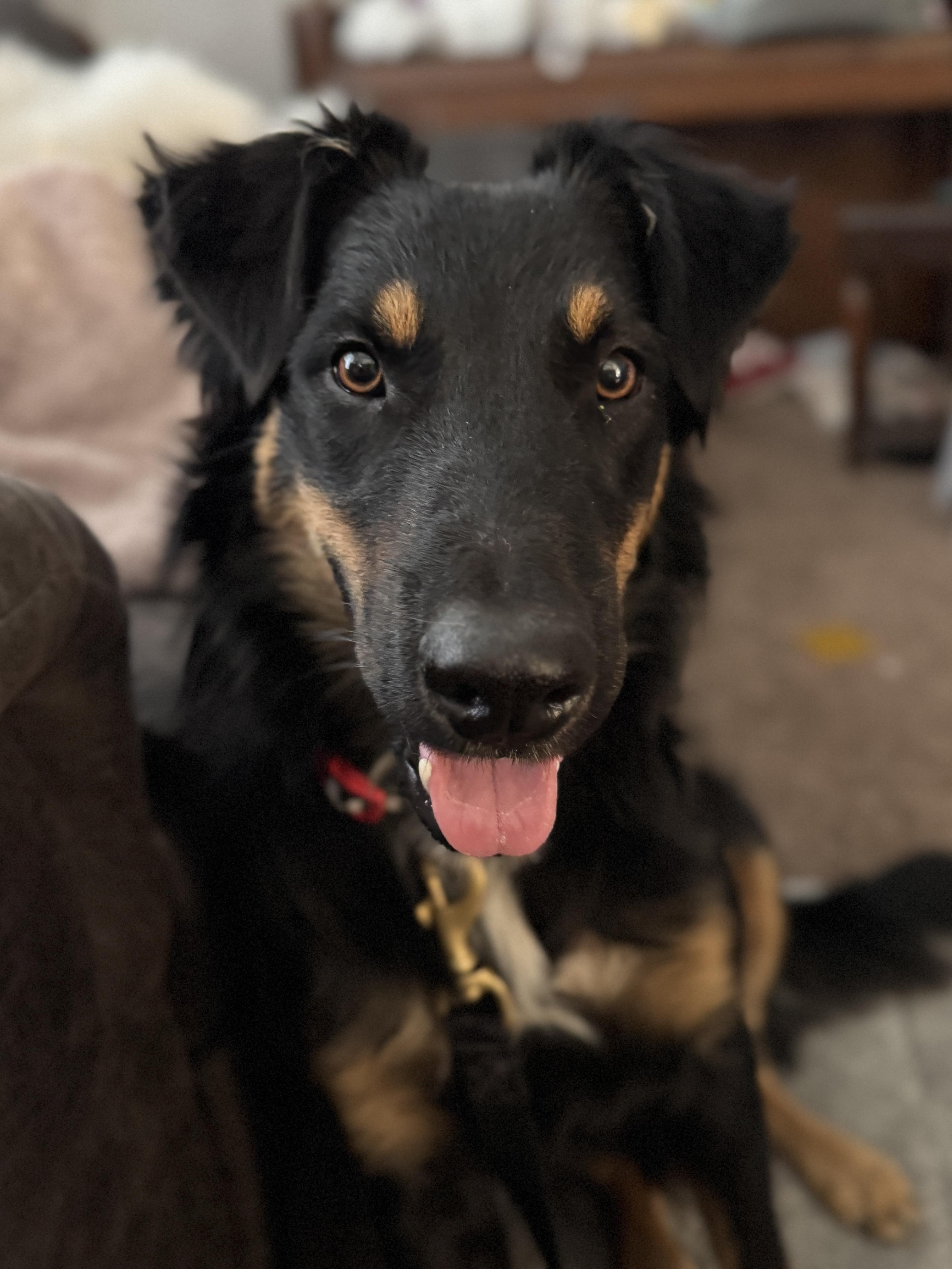 Rango, Adoptable, Young Male German Shepherd Dog & Australian Shepherd.