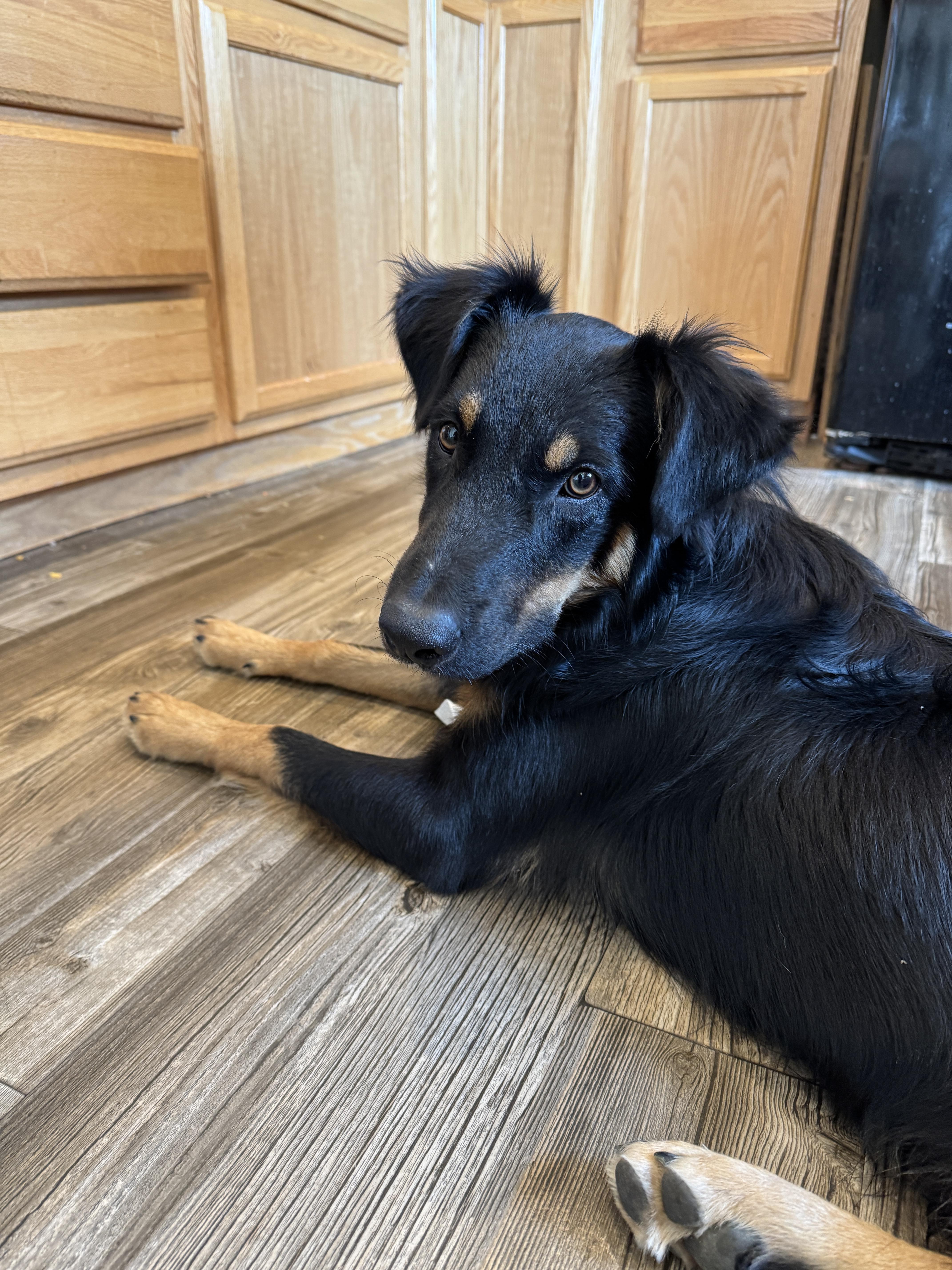 Enlarge Rango, a Adoptable mixed breed in Monroe, WA image 2/5