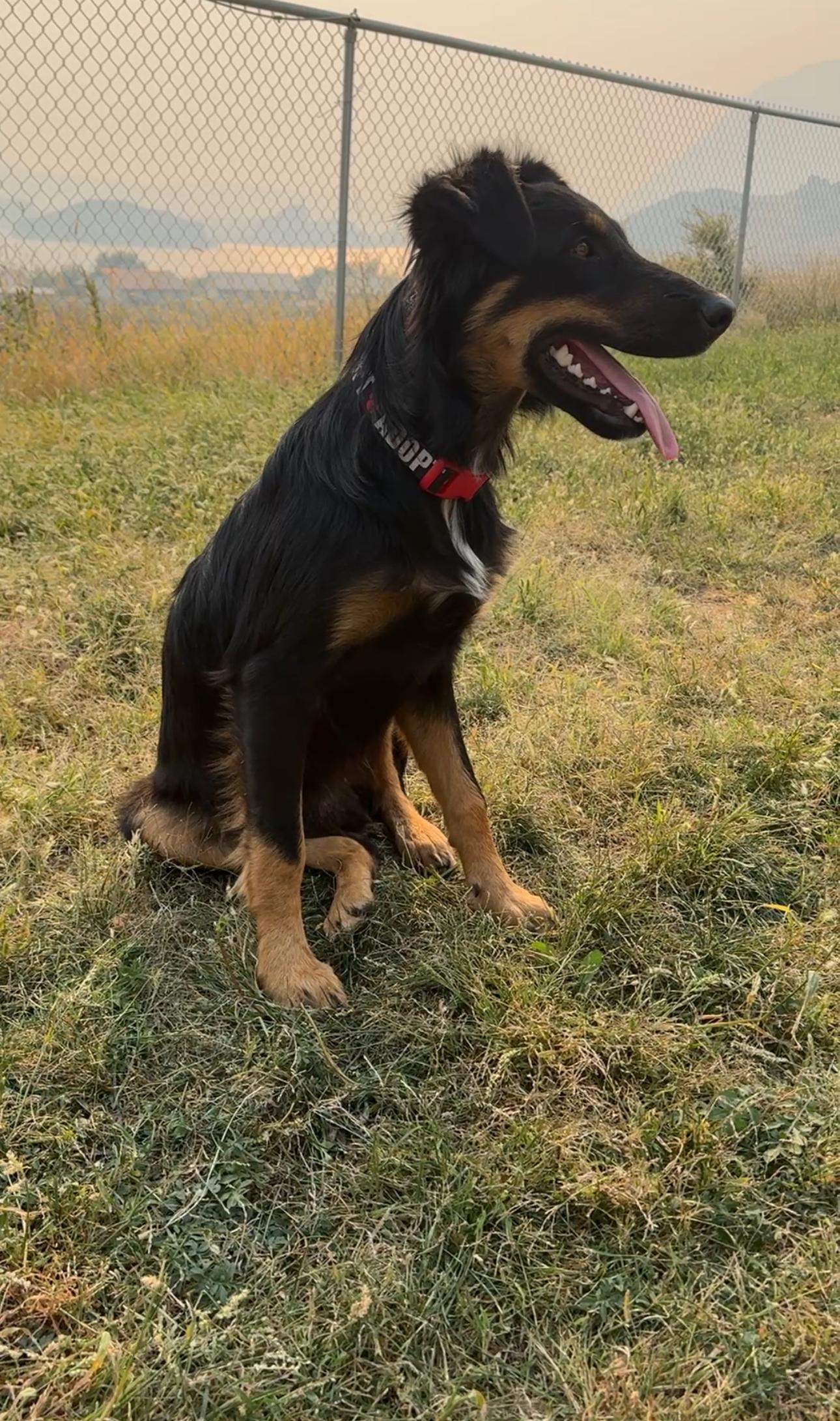 Enlarge Rango, a Adoptable mixed breed in Monroe, WA image 3/5