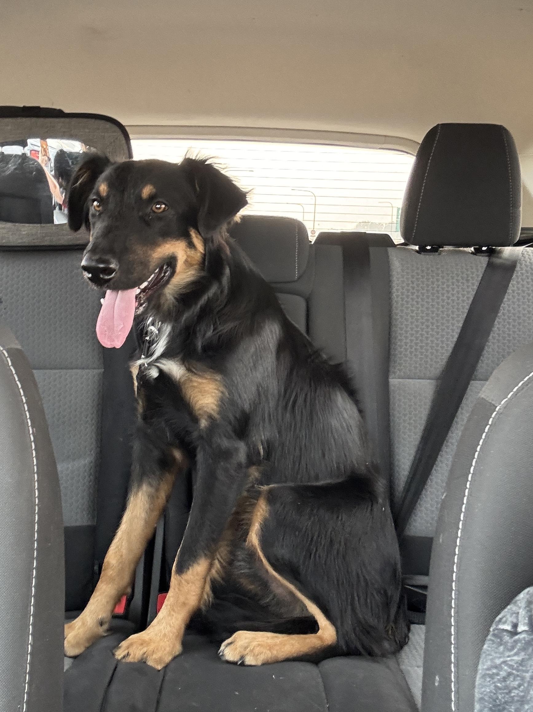 Enlarge Rango, a Adoptable mixed breed in Monroe, WA image 4/5