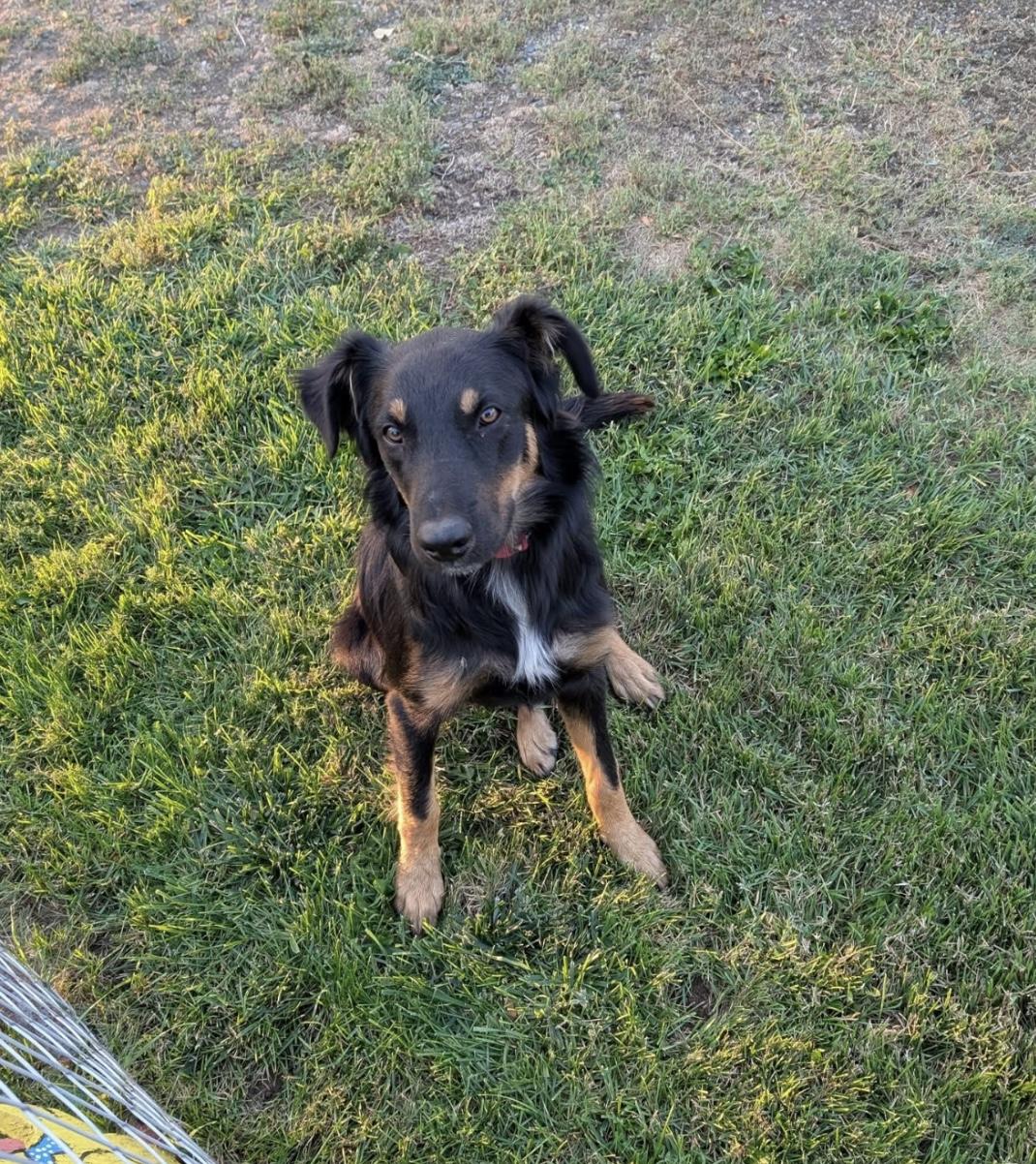 Enlarge Rango, a Adoptable mixed breed in Monroe, WA image 5/5