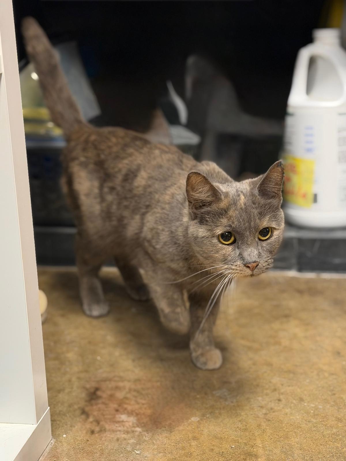 Ashley, Adoptable, Adult Female Domestic Short Hair.