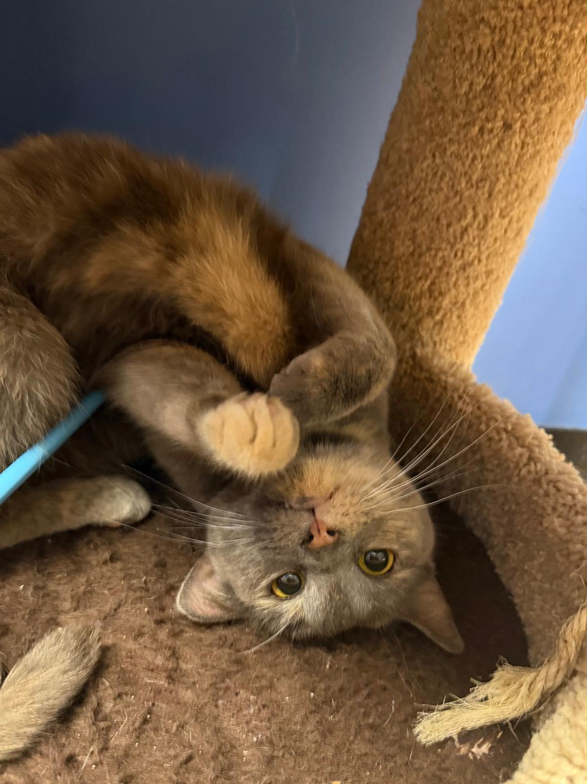 Enlarge Ashley, a Adoptable Domestic Short Hair in Spring Lake, NJ image 2/3