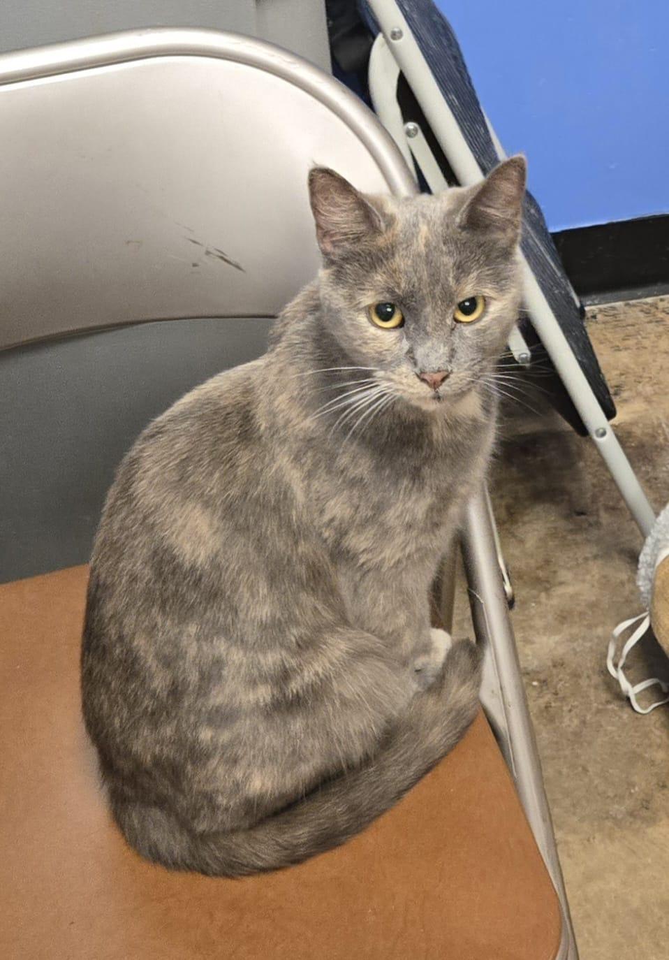 Enlarge Ashley, a Adoptable Domestic Short Hair in Spring Lake, NJ image 3/3