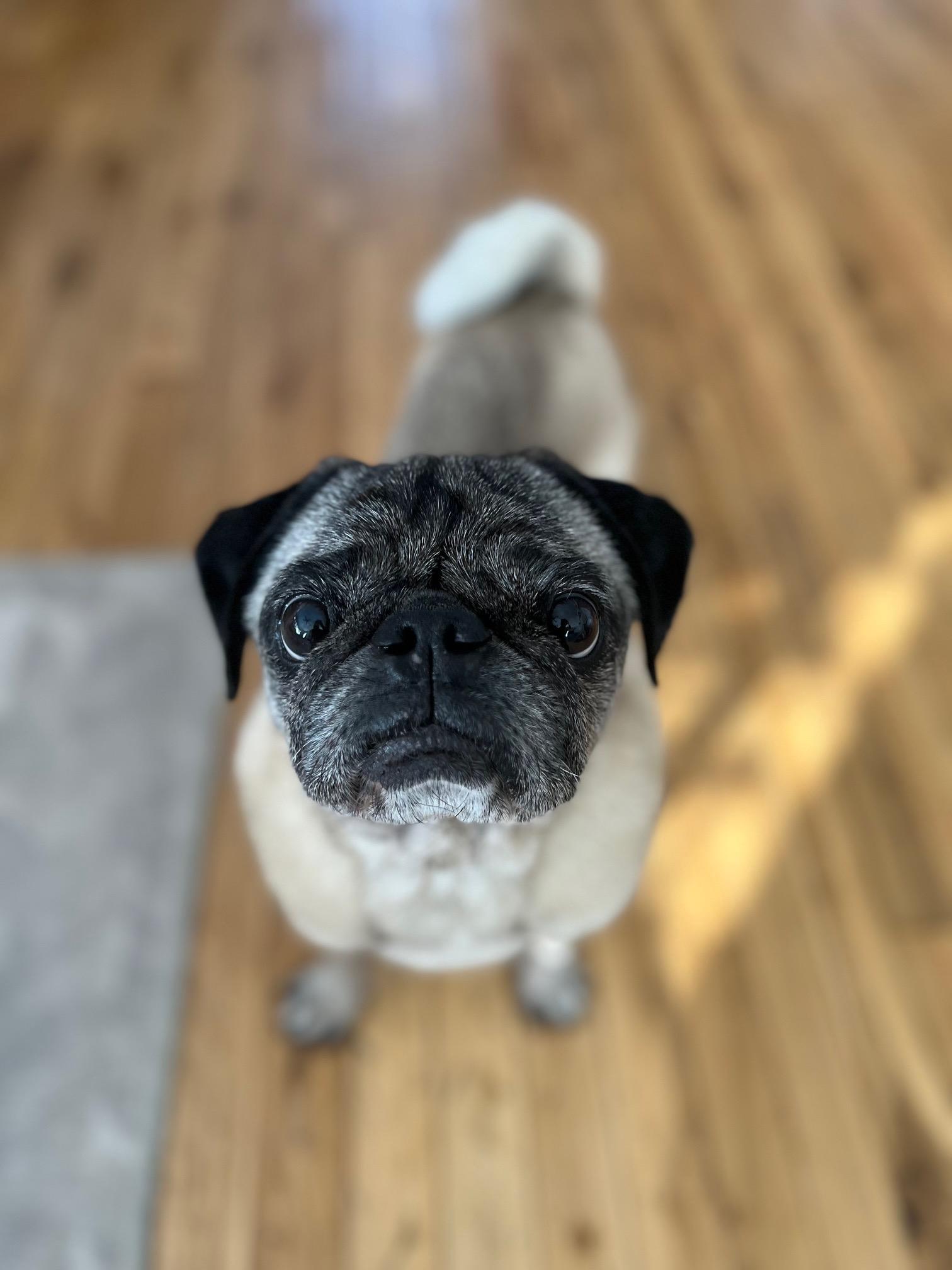 Luke, ADOPTABLE, Senior Male Pug.