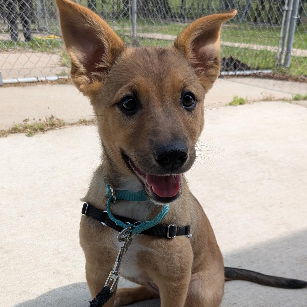 Zarley, Adoptable, Puppy Female Mixed Breed.