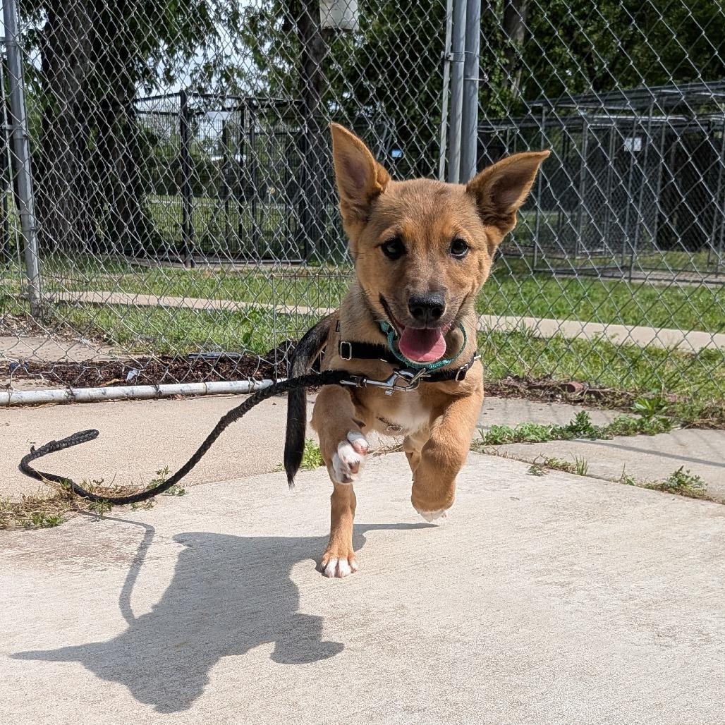 Enlarge Zarley, a Adoptable Mixed Breed in Tulsa, OK image 3/4