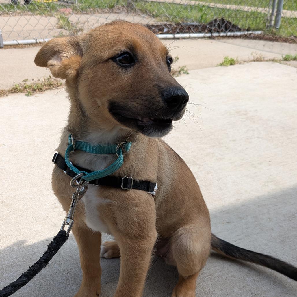 Enlarge Zarley, a Adoptable Mixed Breed in Tulsa, OK image 4/4
