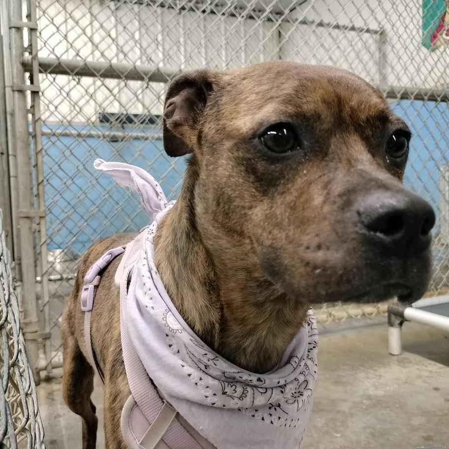 Loretta, Adoptable, Adult Female English Bulldog & Boxer.