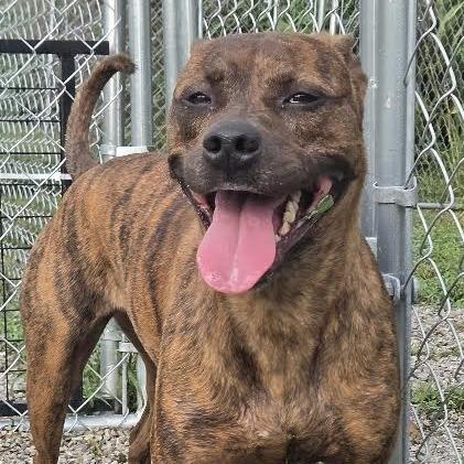 Enlarge Loretta, a Adoptable mixed breed in Brooksville, KY image 2/5