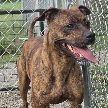 Enlarge Loretta, a Adoptable mixed breed in Brooksville, KY image 3/5