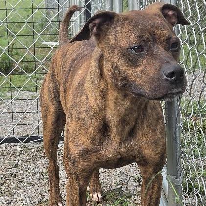 Enlarge Loretta, a Adoptable mixed breed in Brooksville, KY image 4/5