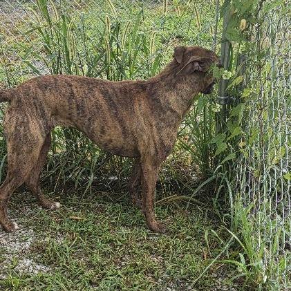 Enlarge Loretta, a Adoptable mixed breed in Brooksville, KY image 5/5