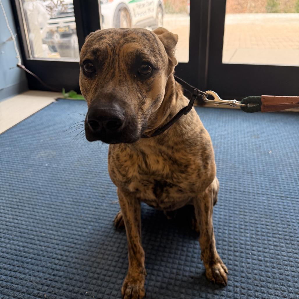 Enlarge Cornbread, a Adoptable Mixed Breed in Red House, WV image 1/1