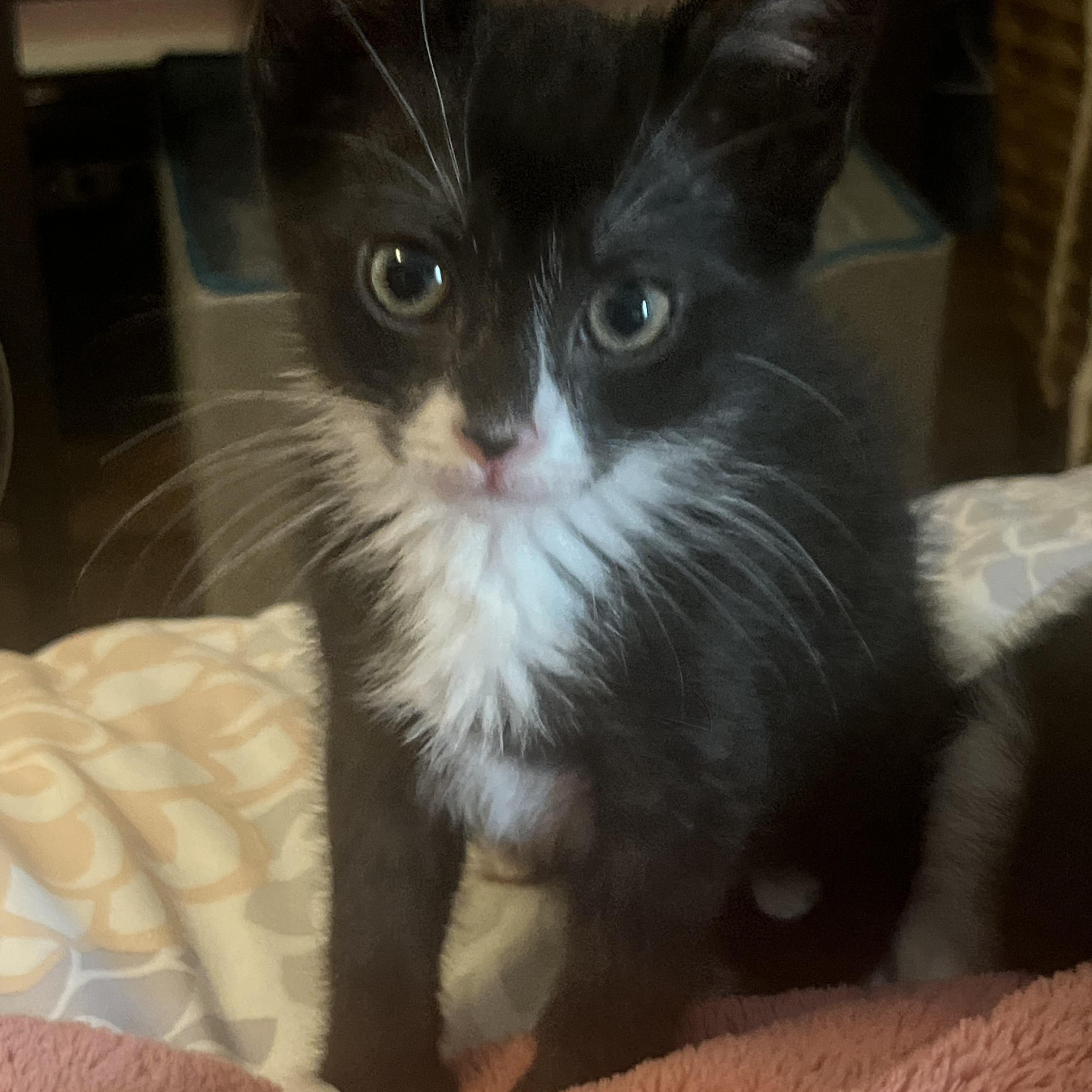 Billie, Baby Female Tuxedo