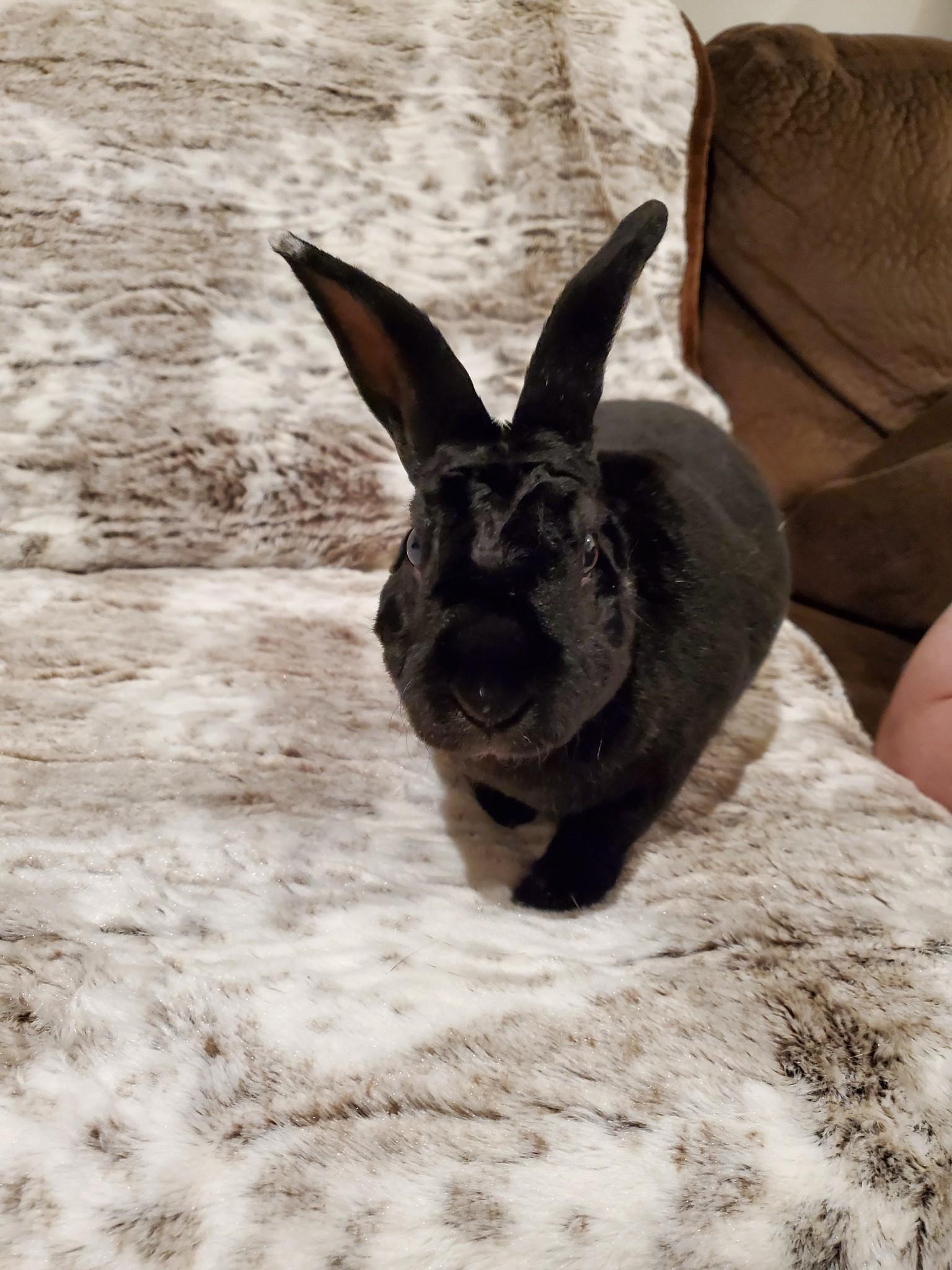 Enlarge Cece, a Adoptable mixed breed in Holiday, FL image 2/6