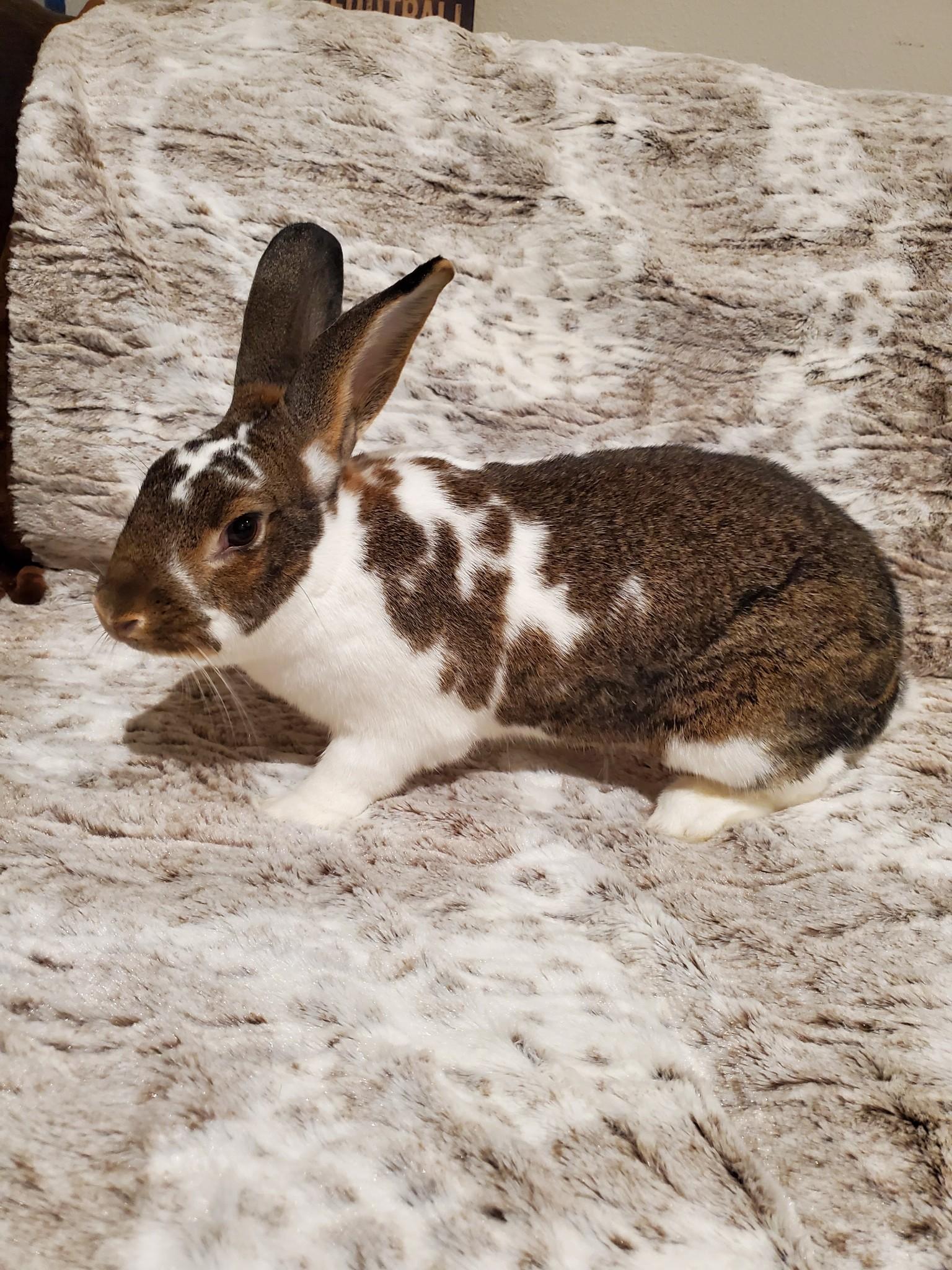 Enlarge Cece, a Adoptable mixed breed in Holiday, FL image 4/6