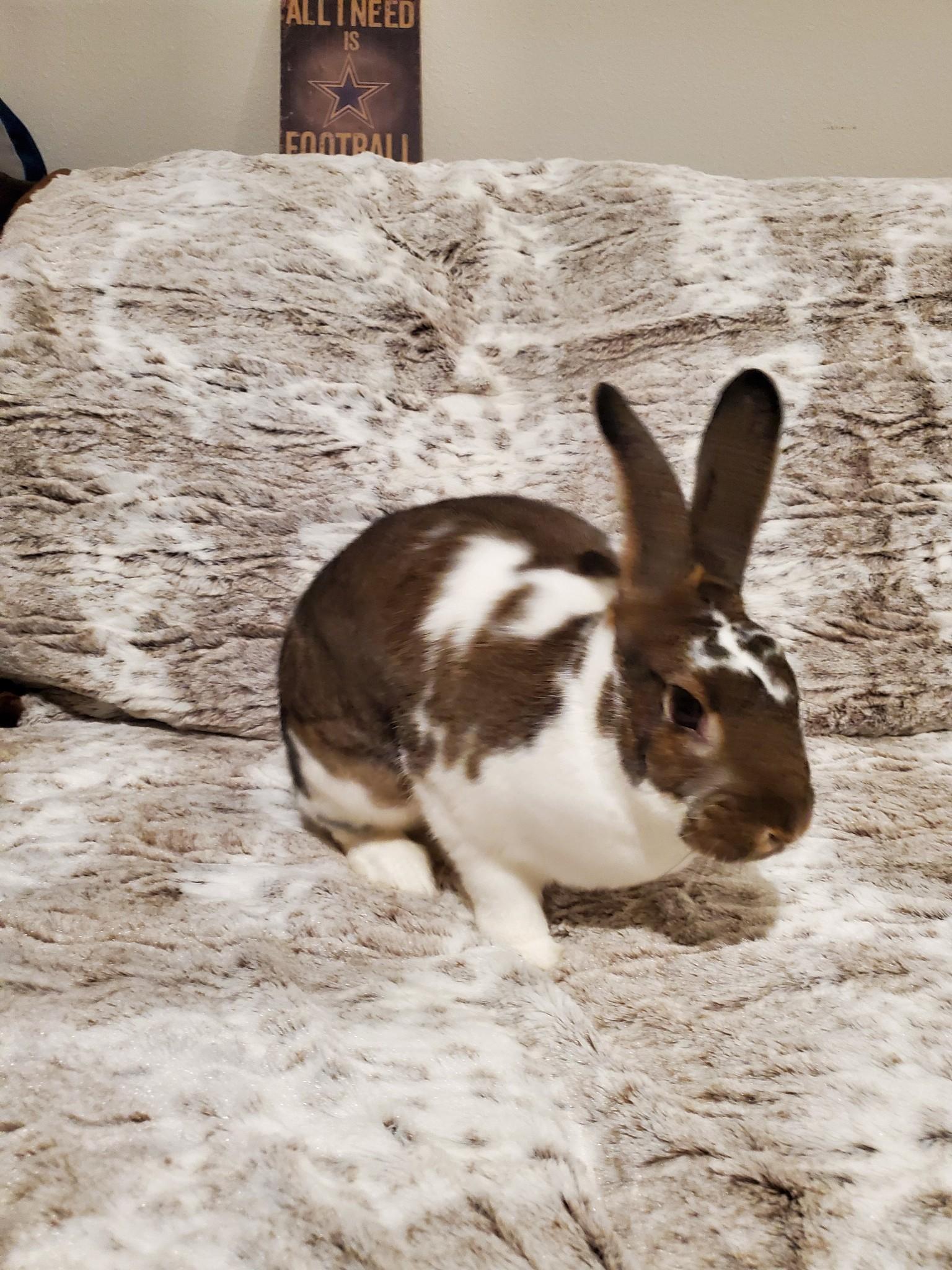 Enlarge Cece, a Adoptable mixed breed in Holiday, FL image 5/6