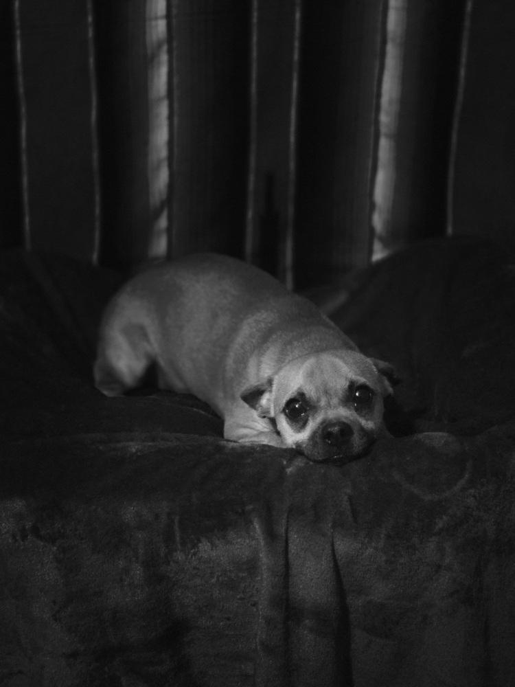 M.J., Adoptable, Young Male Chihuahua.