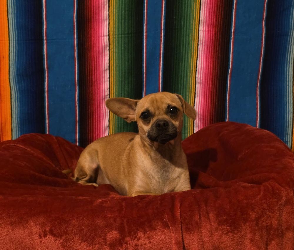 Enlarge M.J., a Adoptable mixed breed in Bonifay, FL image 2/2