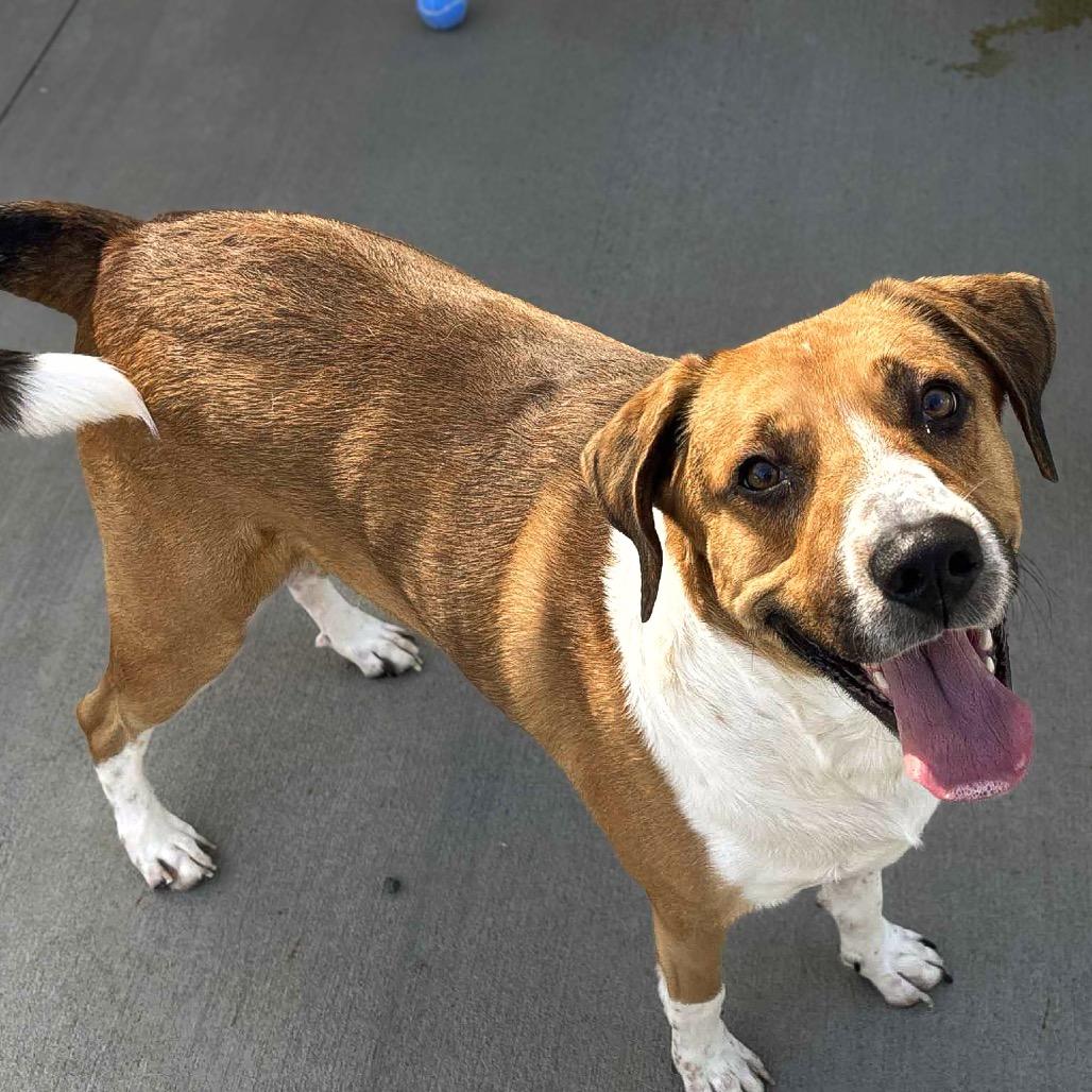 Raoul, Adoptable, Adult Male Hound & Mixed Breed.