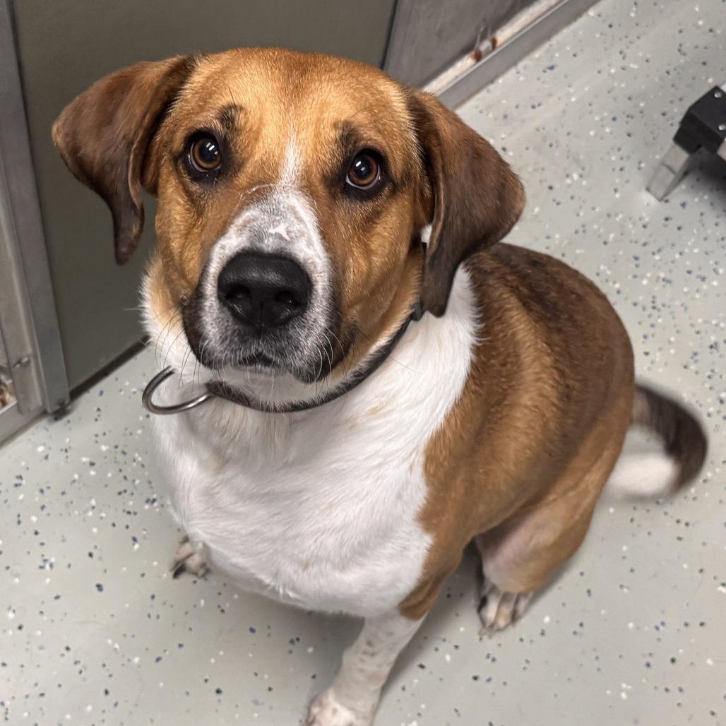 Enlarge Raoul, a Adoptable mixed breed in Marion, VA image 3/6