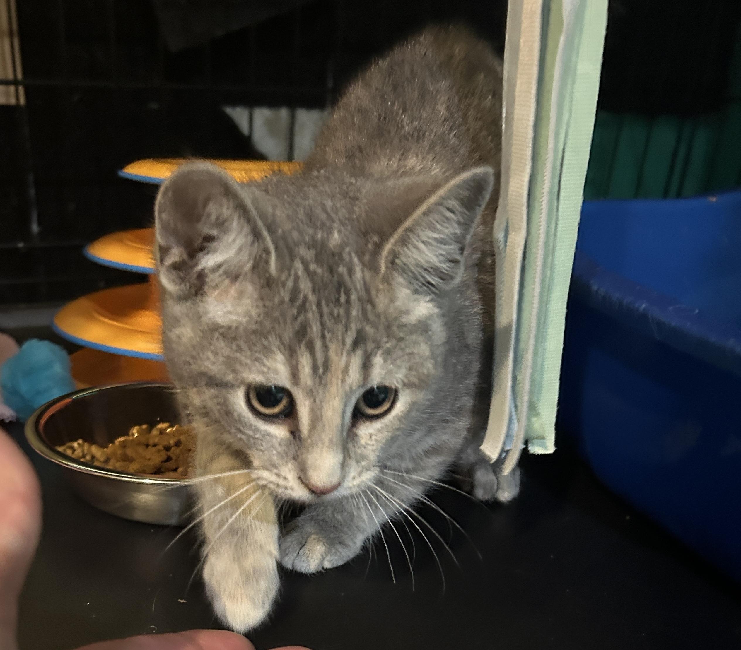 Lilac, Adopted, Young Female Domestic Short Hair.