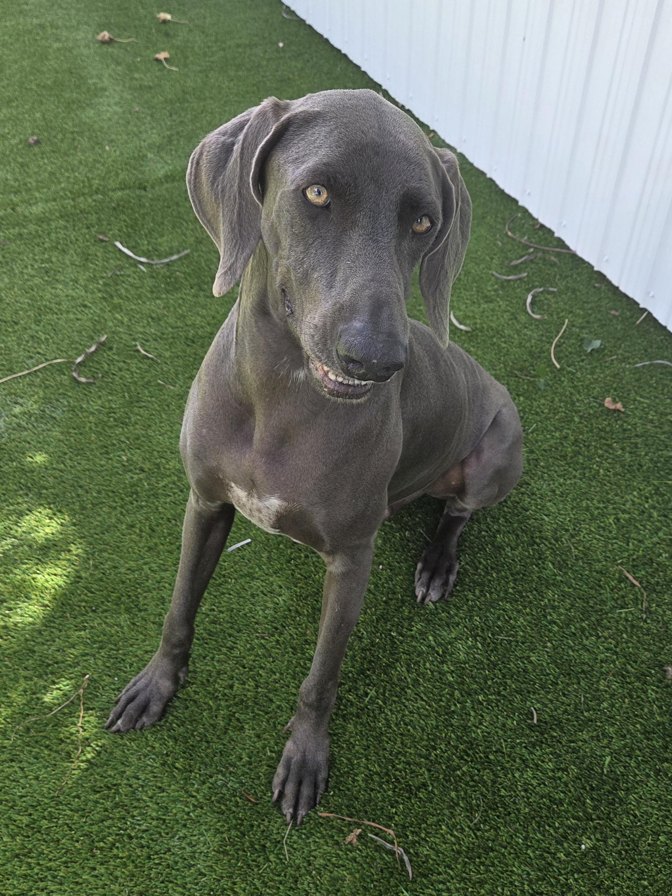 Enlarge Grey Goose , a ADOPTABLE Weimaraner in Miami, FL image 2/5