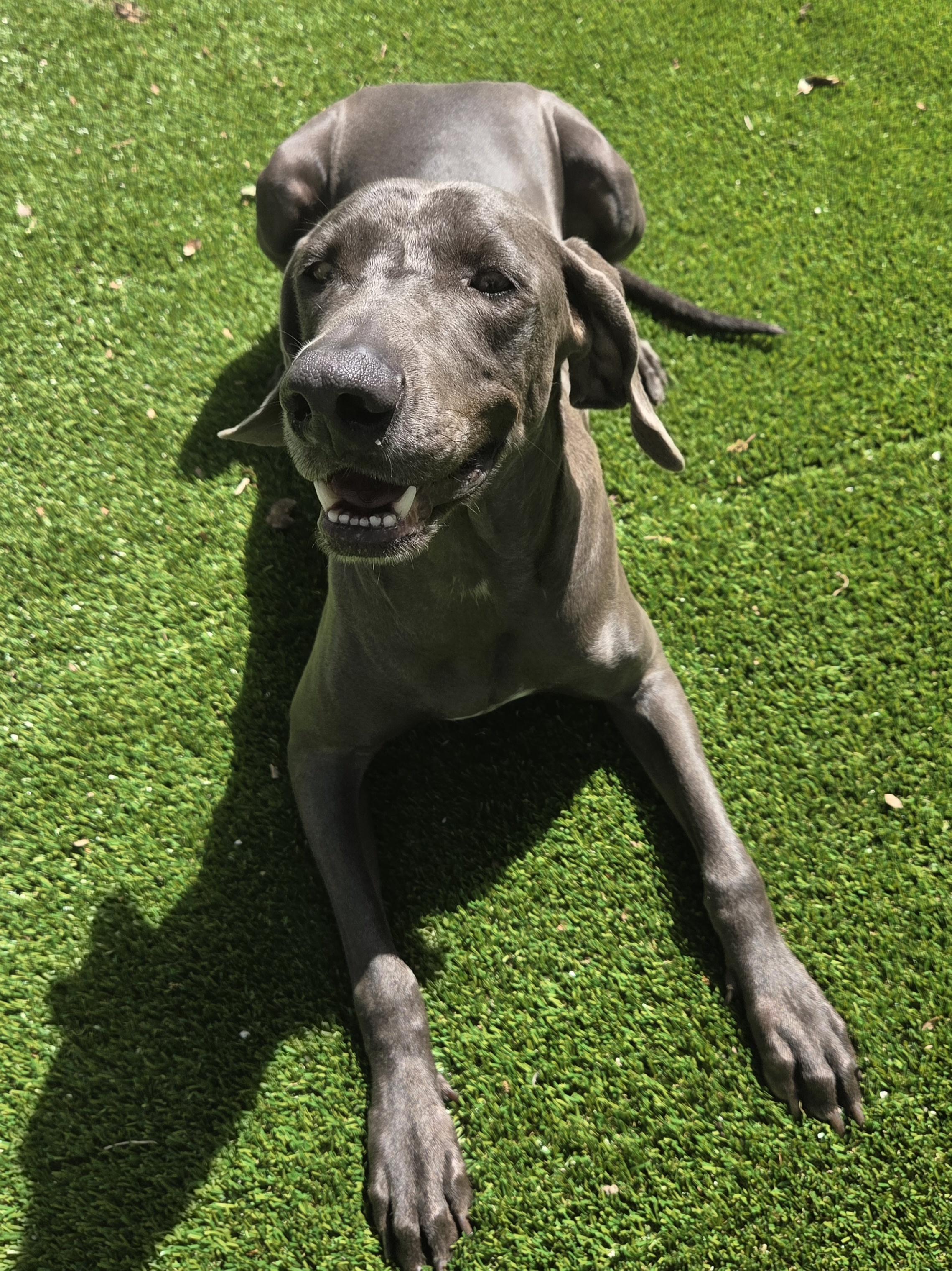 Enlarge Grey Goose , a ADOPTABLE Weimaraner in Miami, FL image 5/5