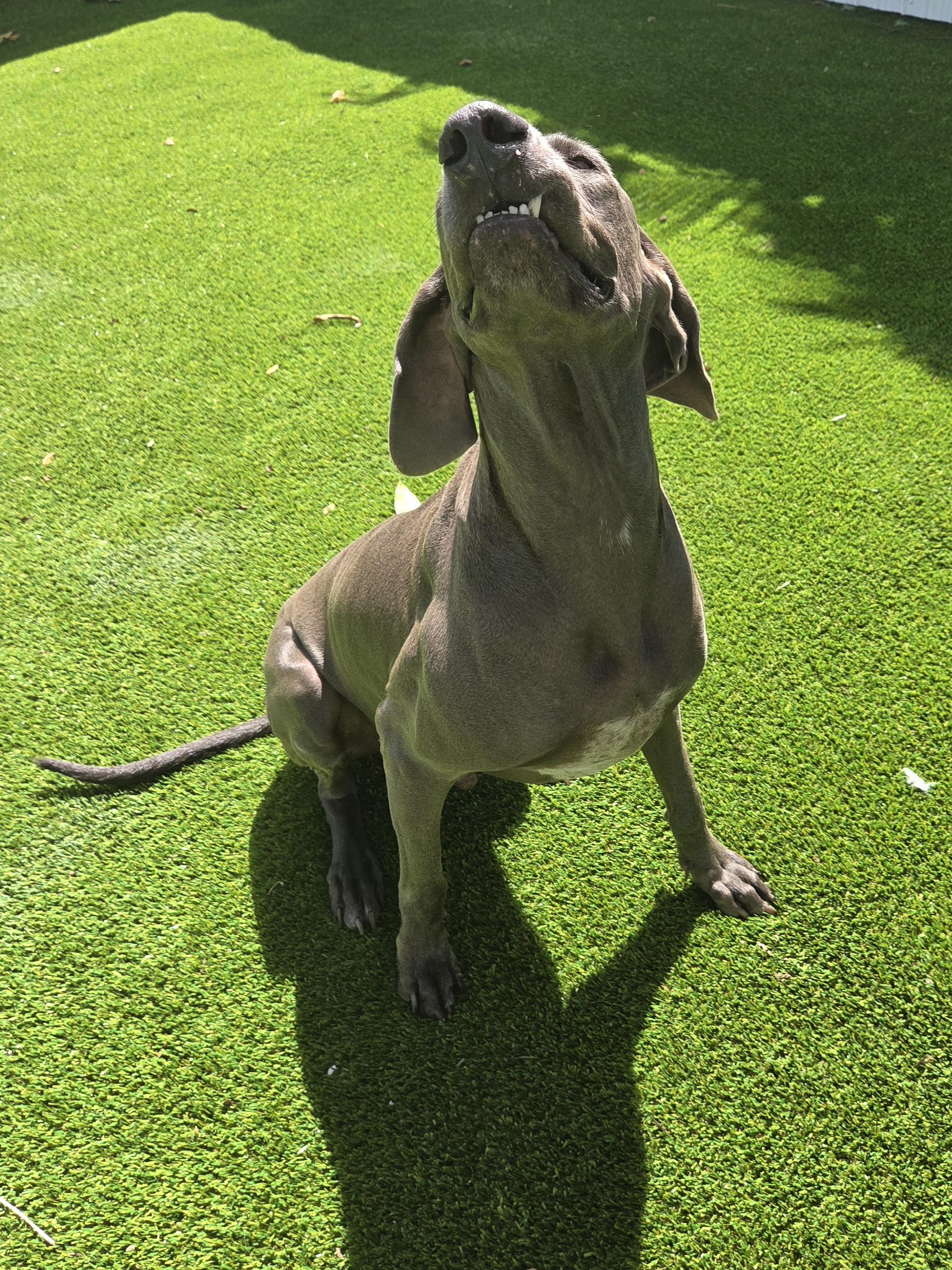 Enlarge Grey Goose , a ADOPTABLE Weimaraner in Miami, FL image 4/5