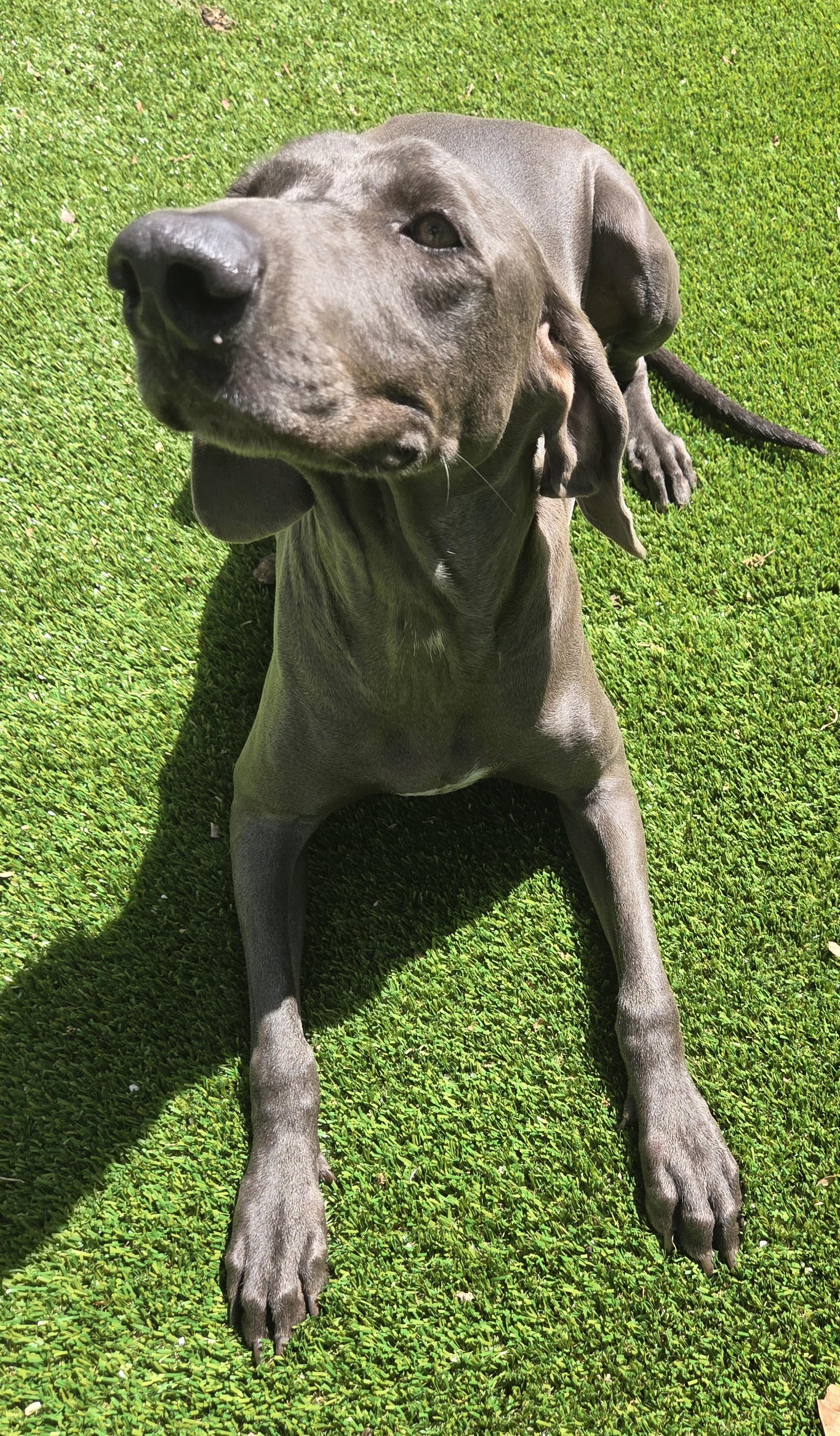 Enlarge Grey Goose , a ADOPTABLE Weimaraner in Miami, FL image 1/5