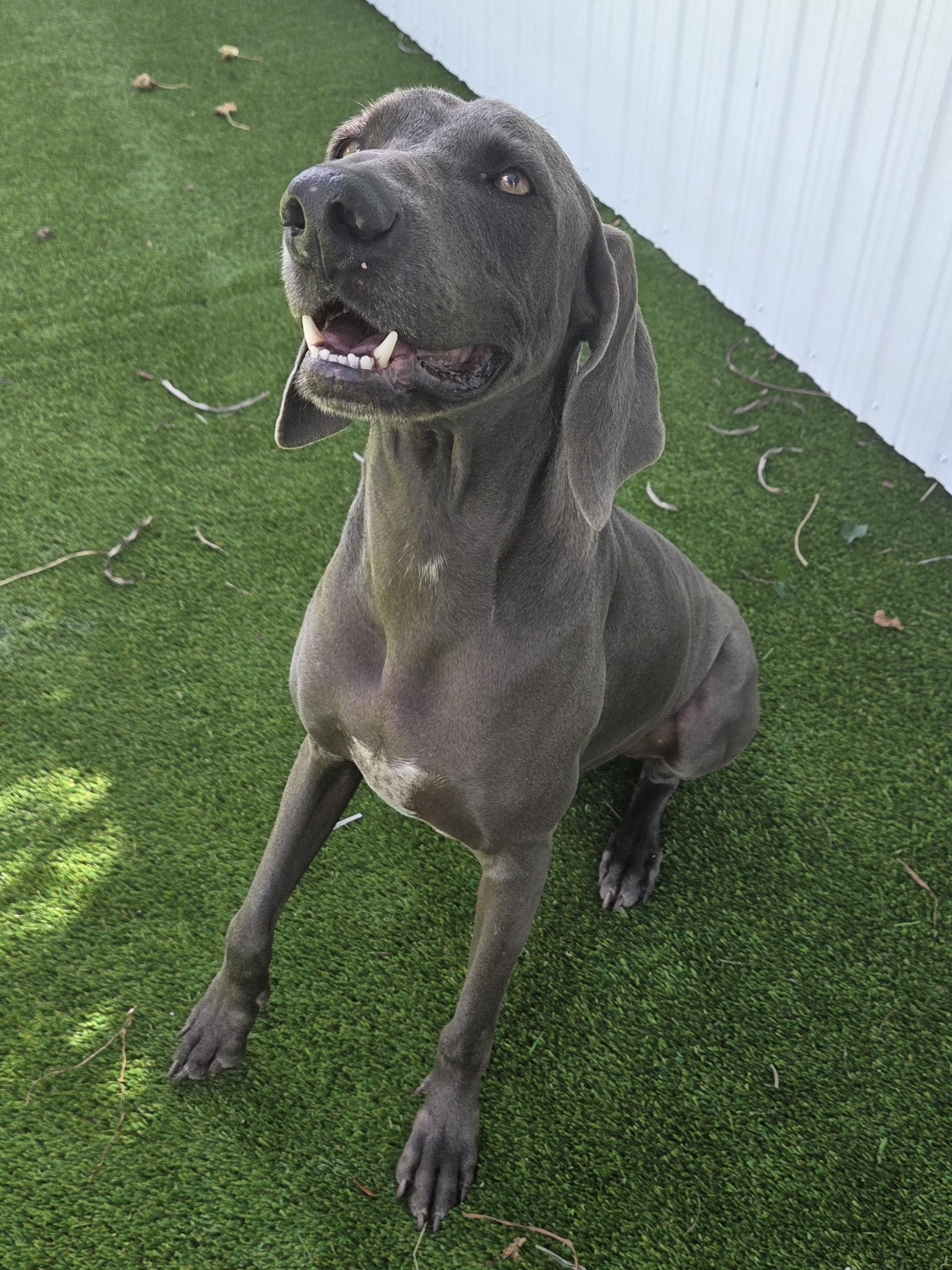 Enlarge Grey Goose , a ADOPTABLE Weimaraner in Miami, FL image 3/5