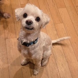 Enlarge Ben, a Adoptable mixed breed in Fowlerville, MI image 1/5
