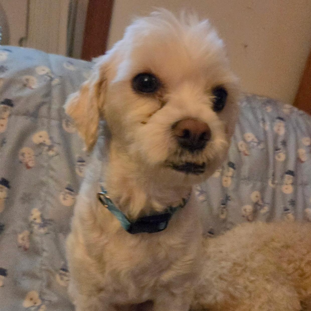 Enlarge Ben, a Adoptable mixed breed in Fowlerville, MI image 2/5
