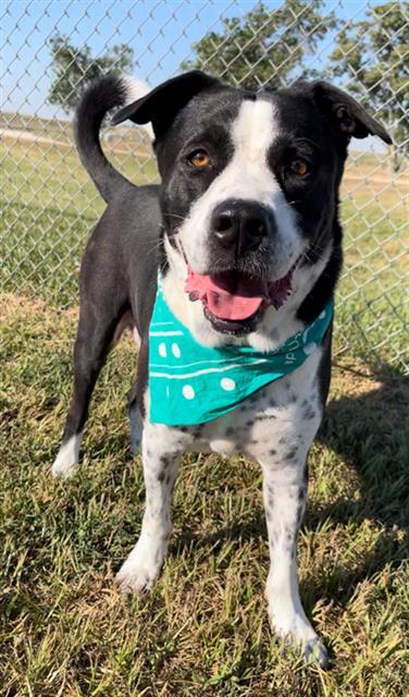 AIZEN, Adoptable, Adult Male Labrador Retriever.