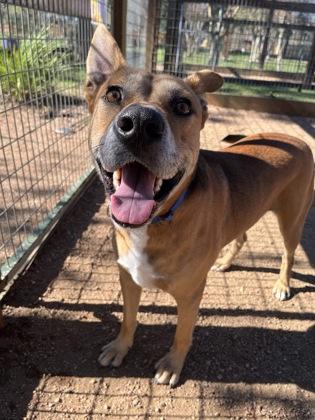 Enlarge Tyler, a Adoptable mixed breed in Houston, TX image 1/3