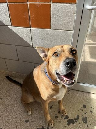 Enlarge Tyler, a Adoptable mixed breed in Houston, TX image 2/3