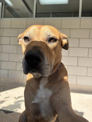 Enlarge Tyler, a Adoptable mixed breed in Houston, TX image 1/3
